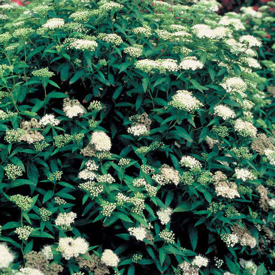 2 x spirée japonaise 'albiflora' - spiraea japonica 'albiflora' - 25-30 cm pot