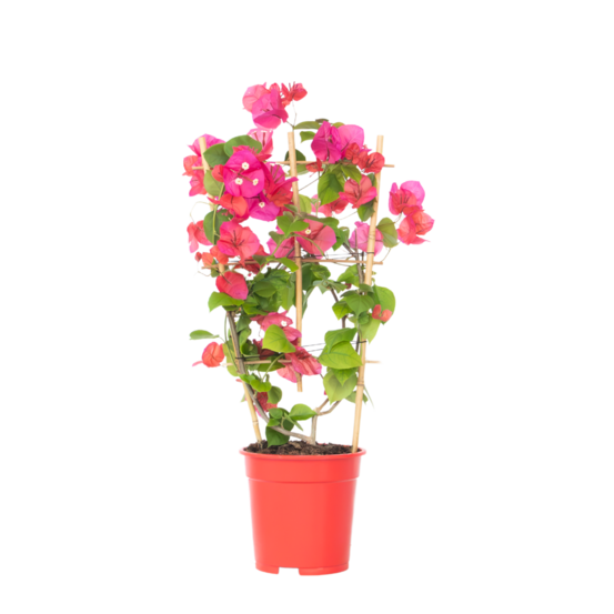Bougainvillier - bougainvillea 'dania' - hauteur 50-60cm - ⌀17cm