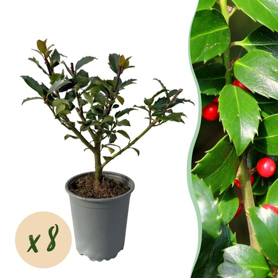 Lot de 8 - plantes de haie - ilex bleu maid - pot 9cm hauteur 25