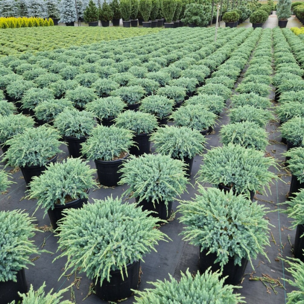 Genévrier écailleux blue carpet - juniperus squamata blue carpet 30/40cm pot 8l