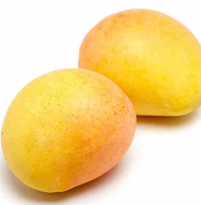 Manguier   mangifera indica var.kensington pride taille pot de 7 litres ? 80/100 cm -   jaune