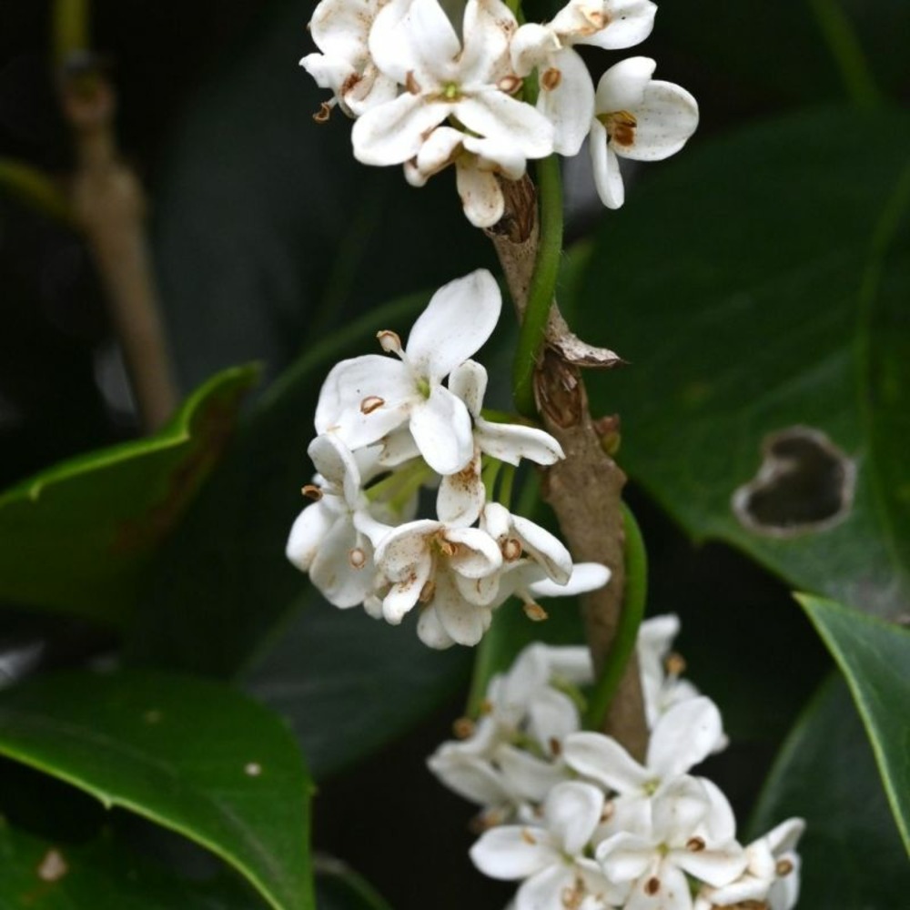Osmanthe à feuilles de houx - osmanthus heterophyllus en motte 80/100cm