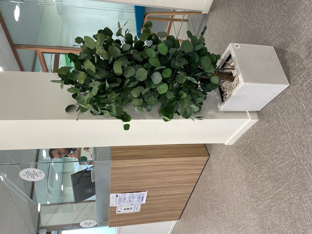 Eucalyptus populus naturel stabilisé - arbre stabilisé - plante d'intérieur - 130cm