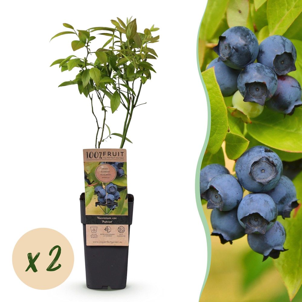 Myrtillier 'patriot' - pot 15 cm - hauteur 50 cm