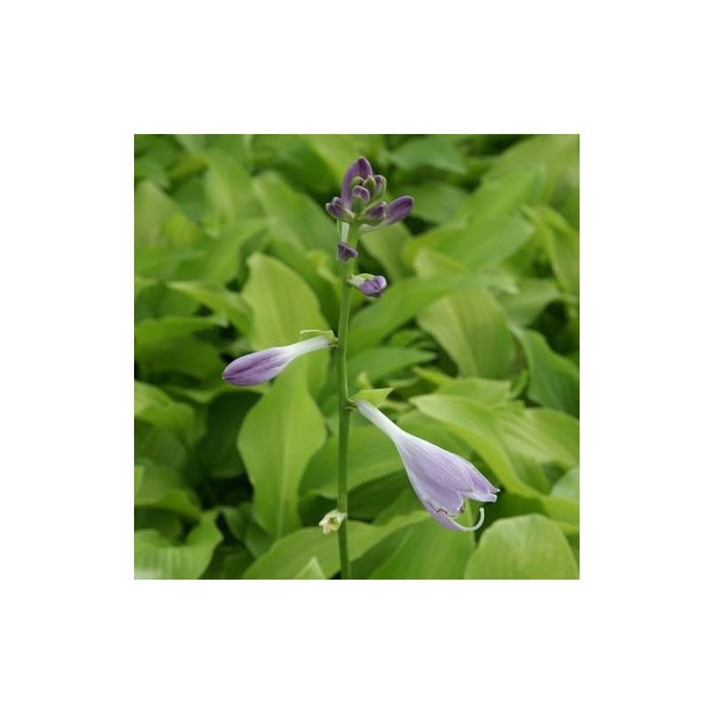 Hosta honeybells godet - 5/20 cm