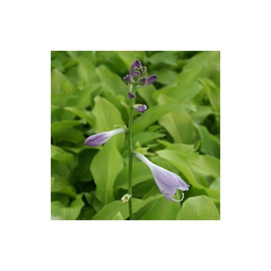 Hosta honeybells godet - 5/20 cm