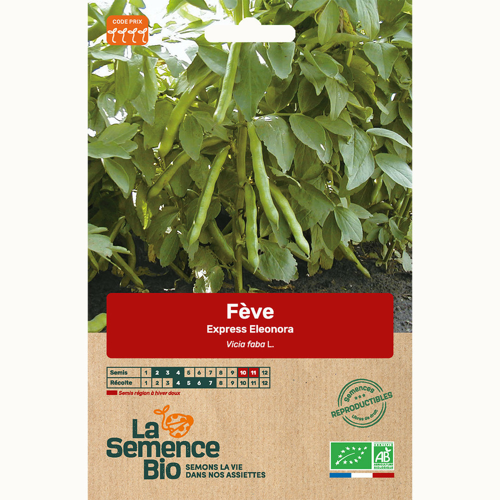 Fève express eleonora - graines bio