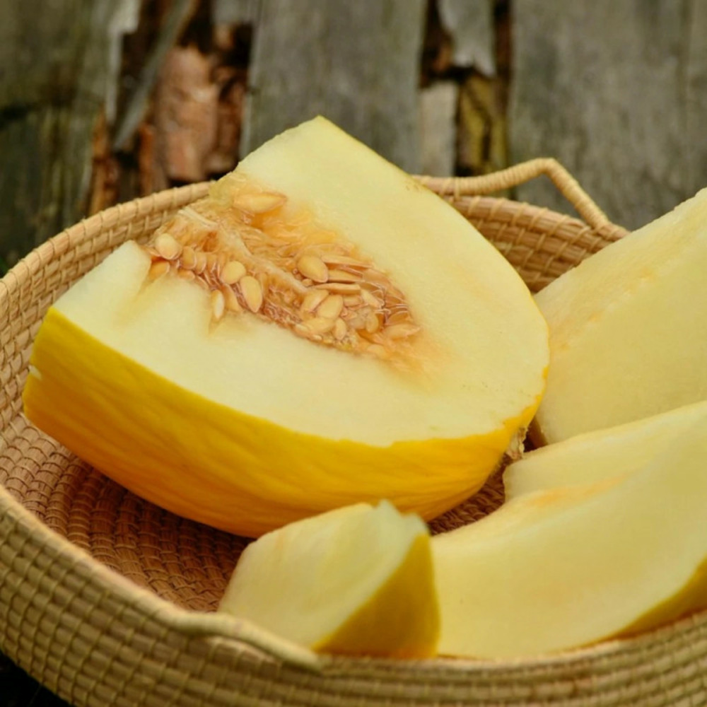 Plant de melon mangomel hf1 godet