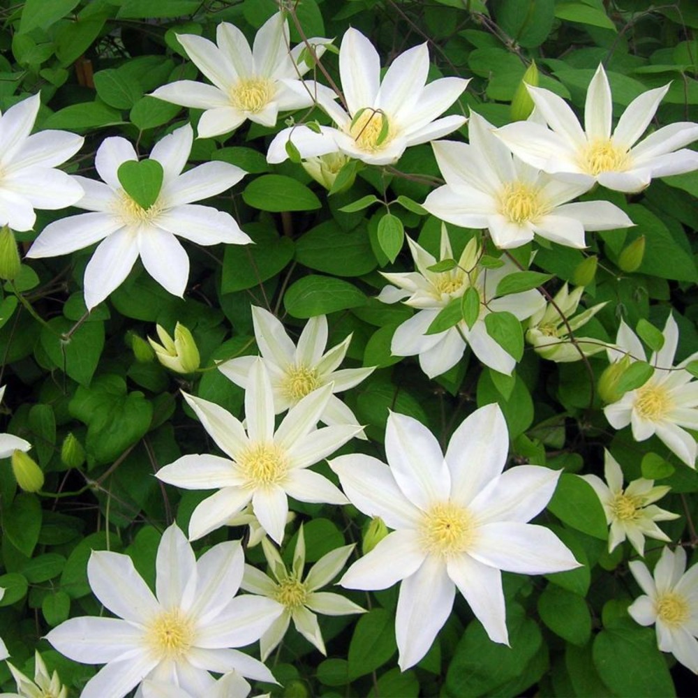 Clématite 'wada's primrose'