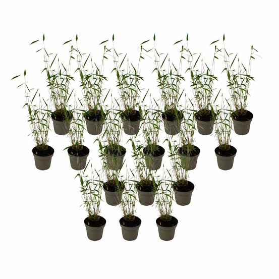 Bambou non-traçant - set de 18 - fargesia 'blue dragon - hauteur 30-40cm - ⌀13cm