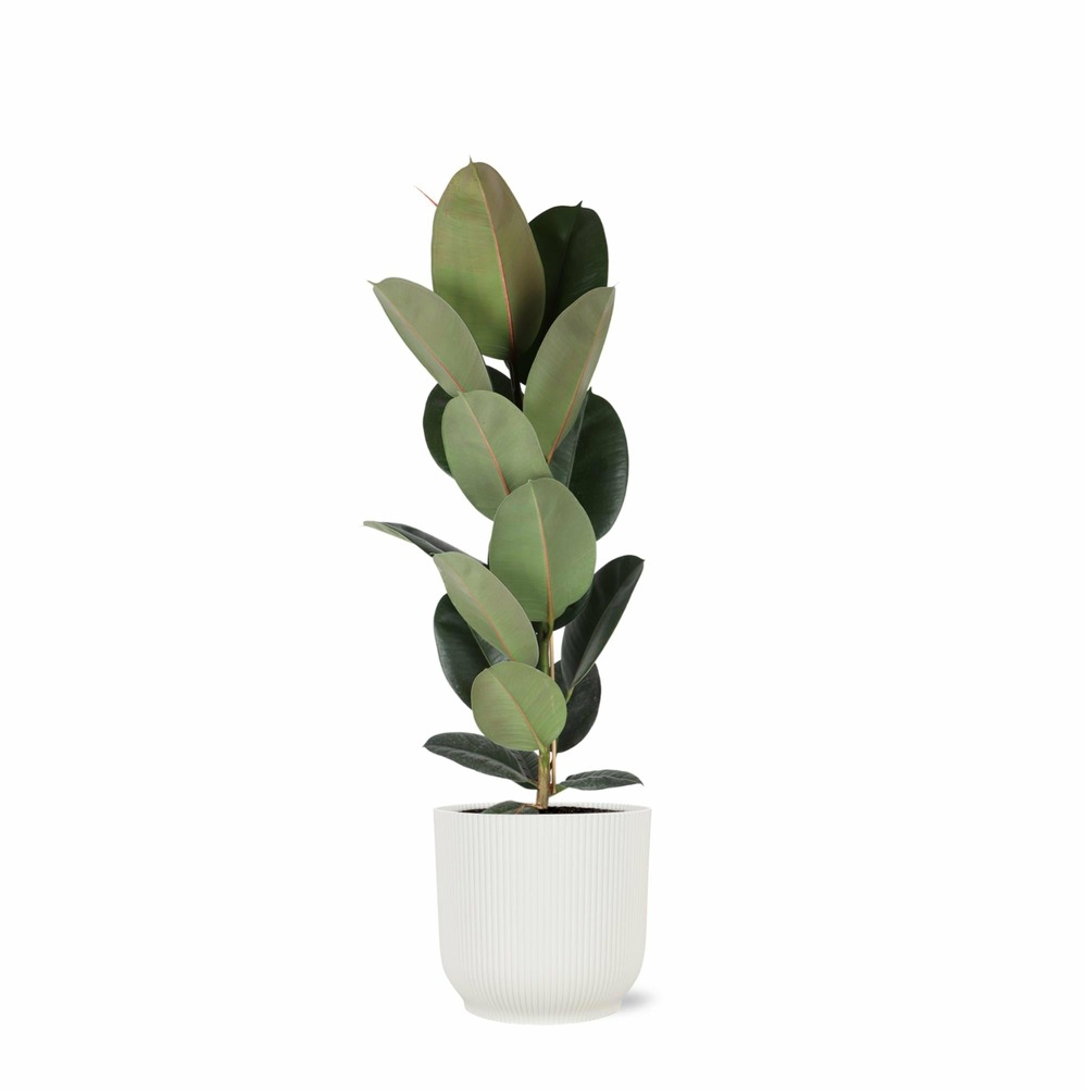 Ficus elastica robusta et son pot relief blanc - hauteur 90cm