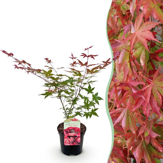 Érable du japon 'beni maiko' - pot 19 cm - hauteur 70 cm - plante d'extérieur