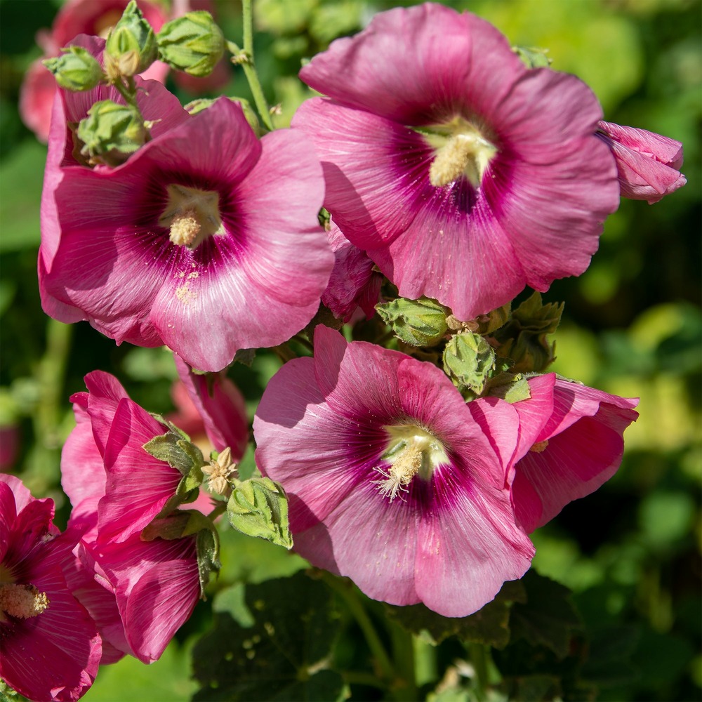 Rose trémière simplex - pot de 9 cm #1