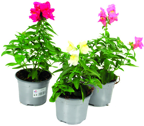 Muflier pot 10,5 cm