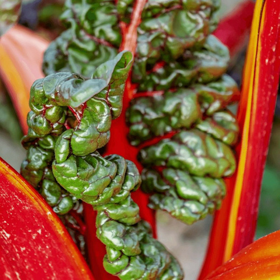 Plants de poirée rhubarb chard à carde rouge godet