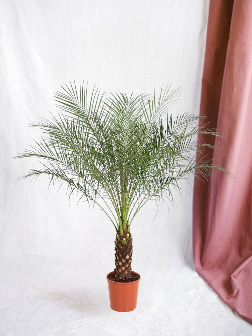 Phoenix roebelenii 150cm - plante d'intérieur
