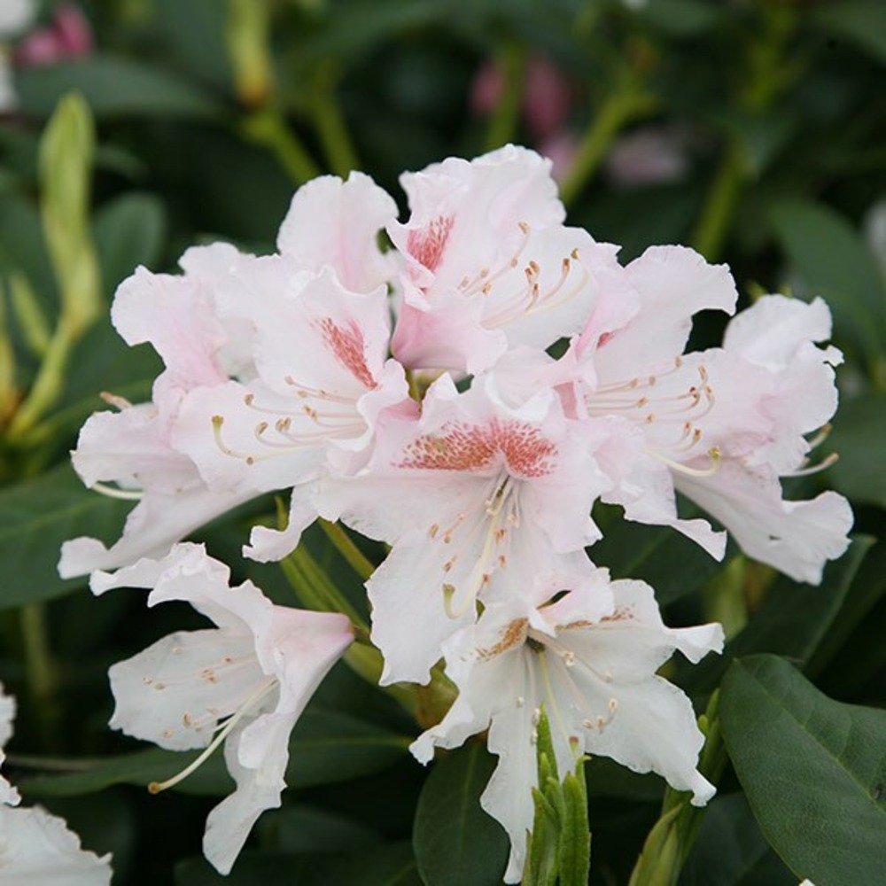 Rhododendron 'cunningham blanc' 60-80 cm pot grand rhodo blanc trs  rustique | Truffaut