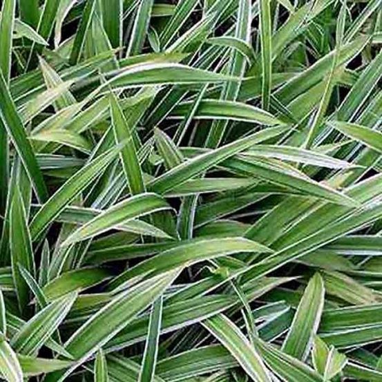 Laîche à larges feuilles 'variegata' pot de 1l/1,5l