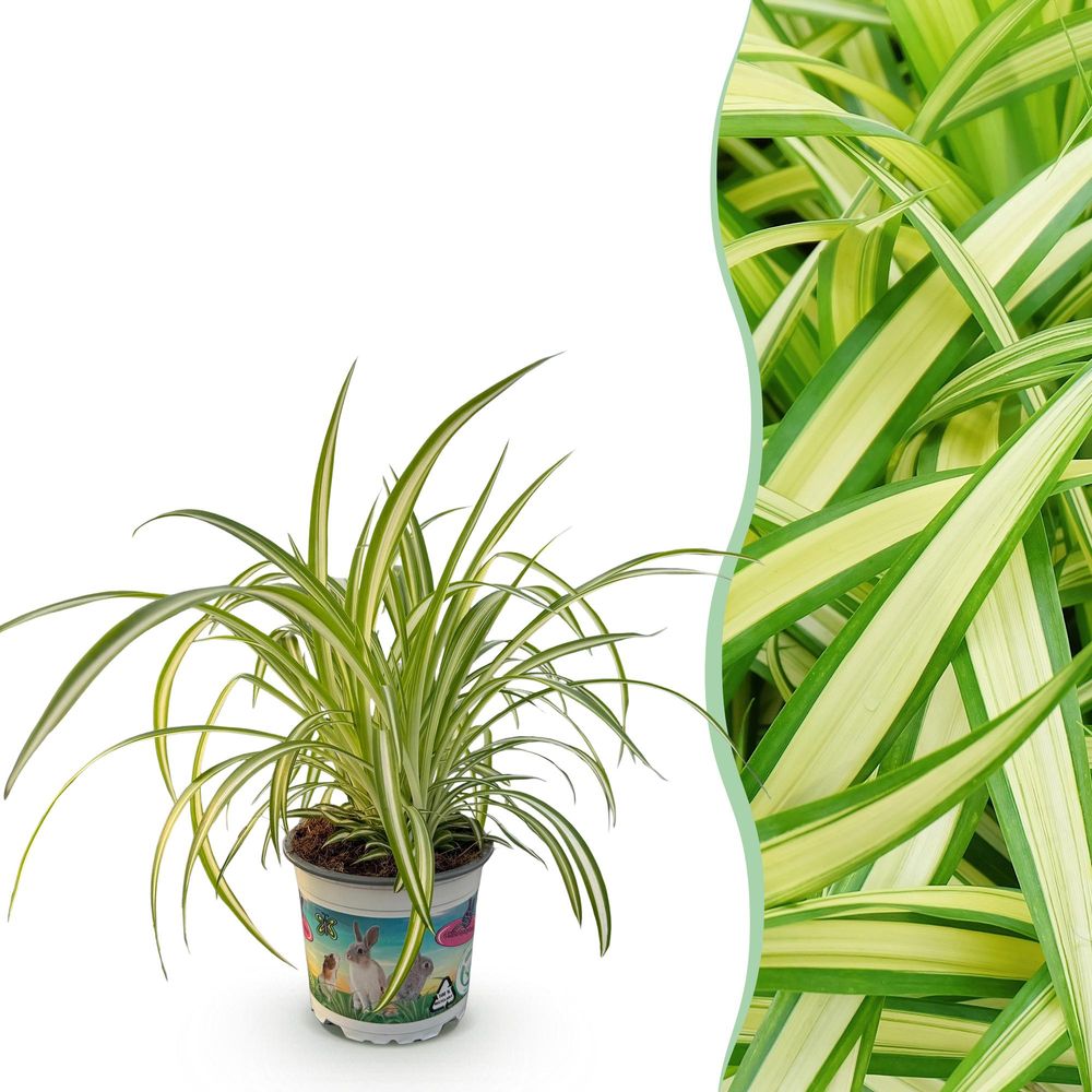Chlorophytum comosum variegatum - pet-friendly - plante araignée - pot de 12cm - hauteur 20-30cm