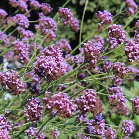 Verveine de buenos-aires bonariensis pot de 3l - 20/40 cm