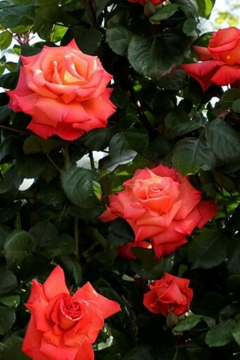 Rosier grimpant 'christophe colomb ?' - en pot de 5 litres