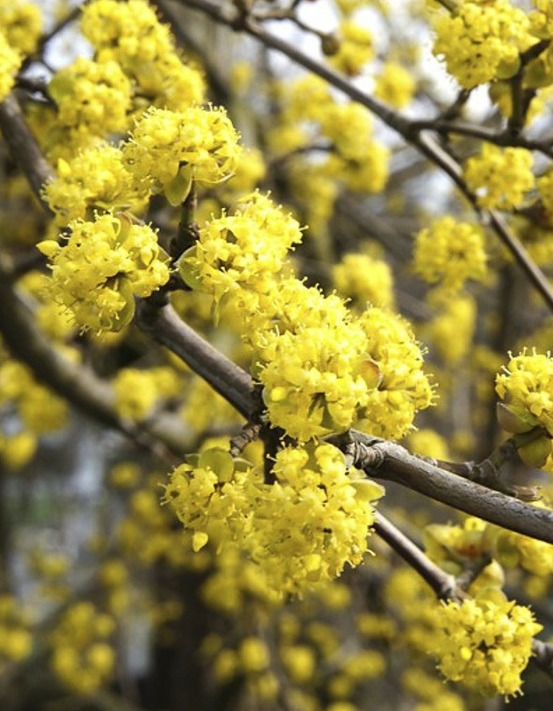 Cornouiller mâle 'aurea' pot de 20l/25l