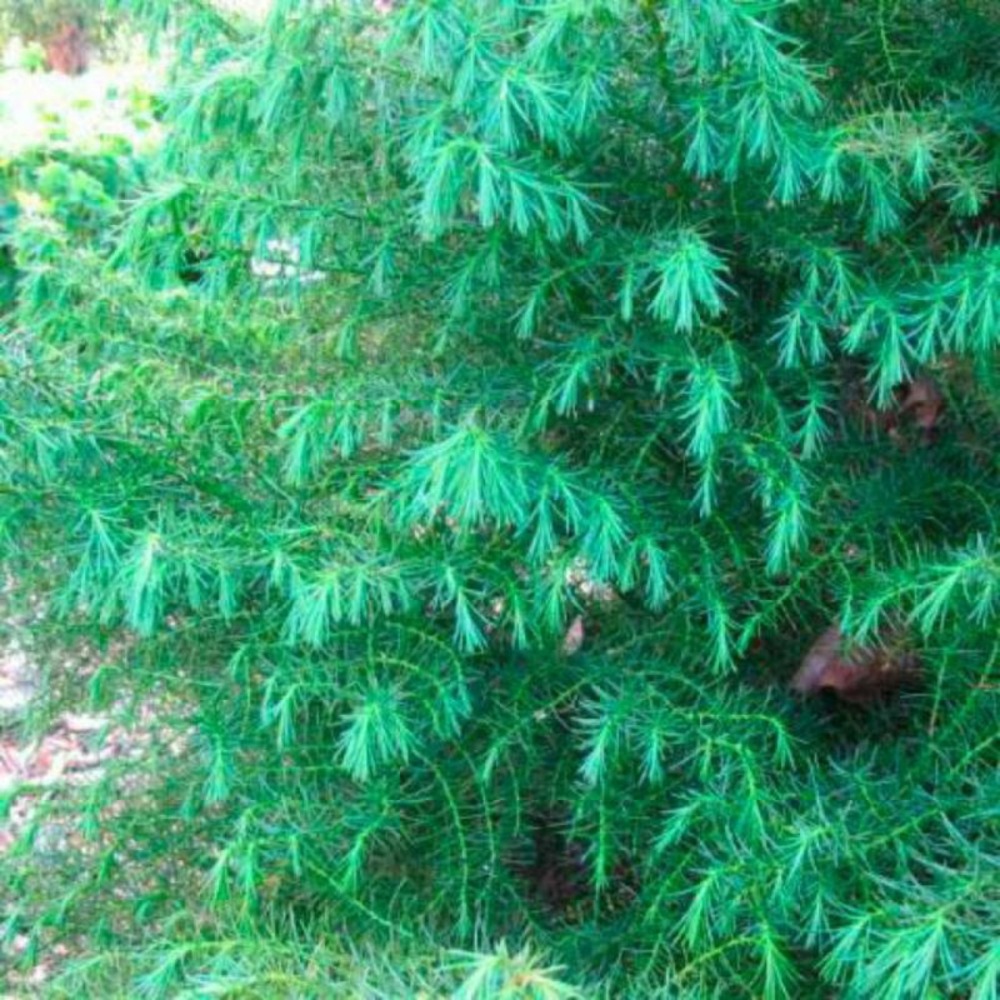 Cryptoméria du japon elegans viridis - cryptomeria japonica elegans viridis 30/35cm pot 5l