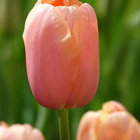7 tulipes menton - 12 - willemse, le sachet de 7 bulbes / circonférence 12cm+