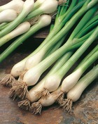 Oignon blanc ishikura - 1 g