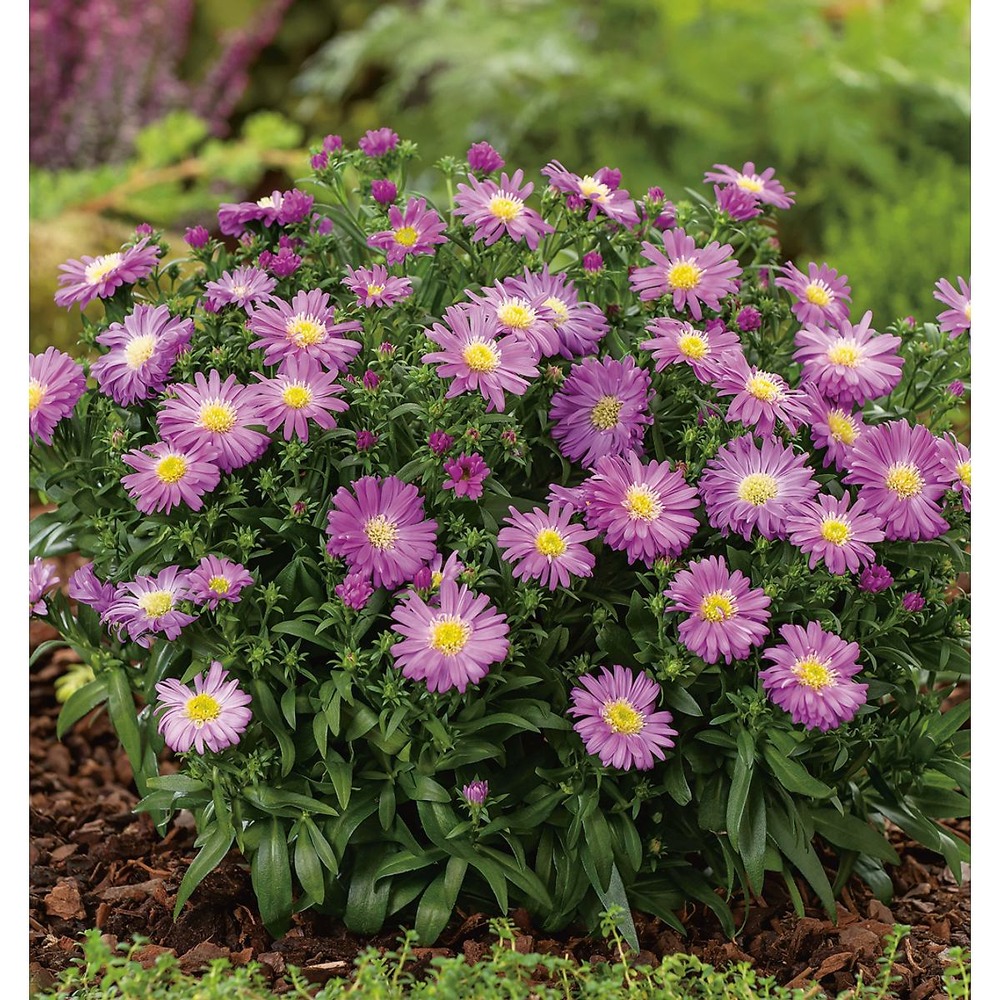 Aster dumosus - rose lot de 3 godets