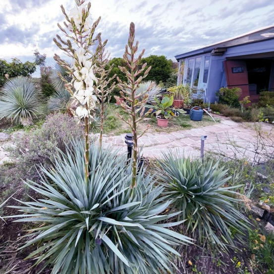 Yucca filamentosa french flag® 'yuccaam1' pot de 4l - 20/40 cm