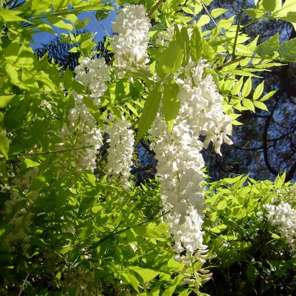 Glycine de chine 'alba' pot de 2l/3l, plant greffé de + de 18 mois