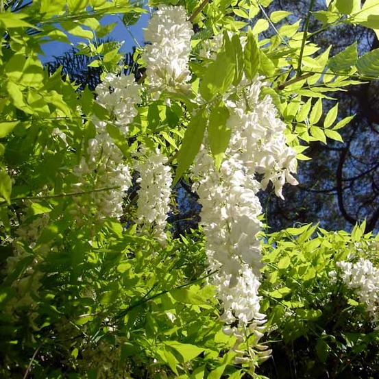 Glycine de chine 'alba' pot de 2l/3l, plant greffé de + de 18 mois