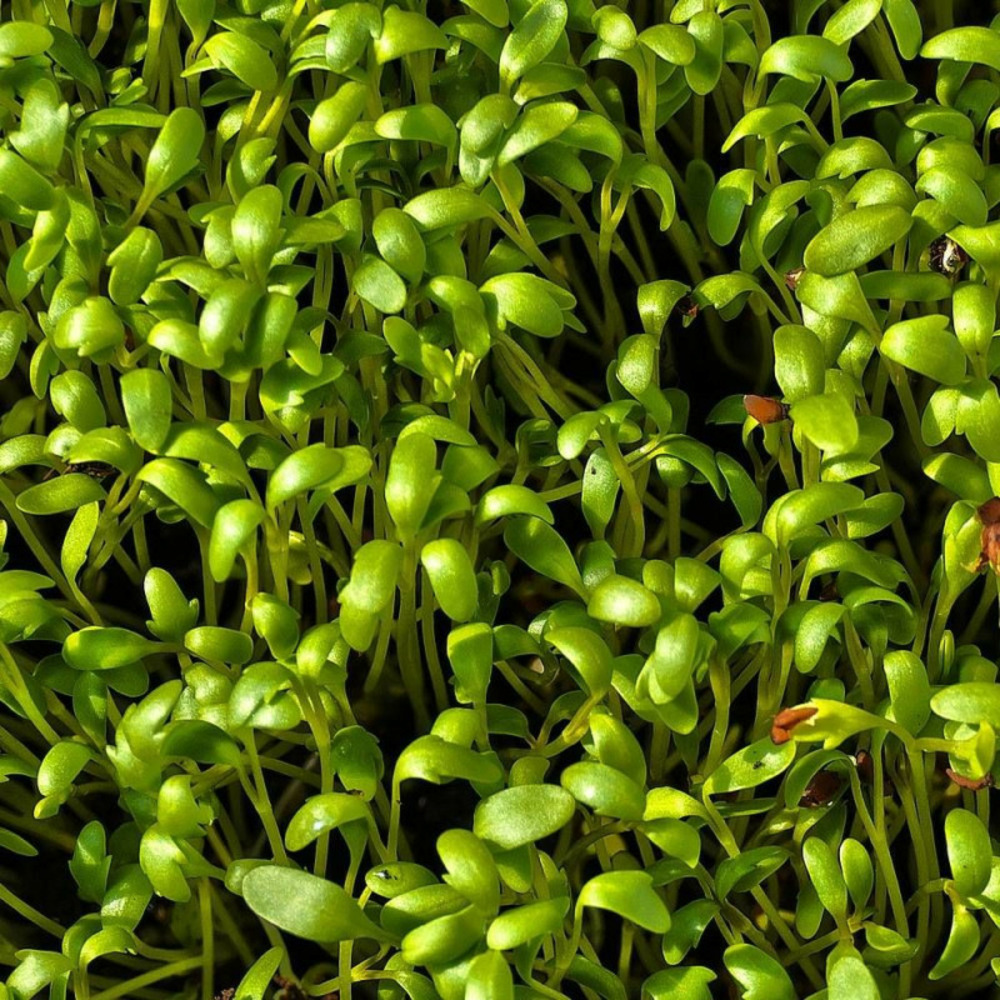 Graines de cresson alenois - vilmorin sachet