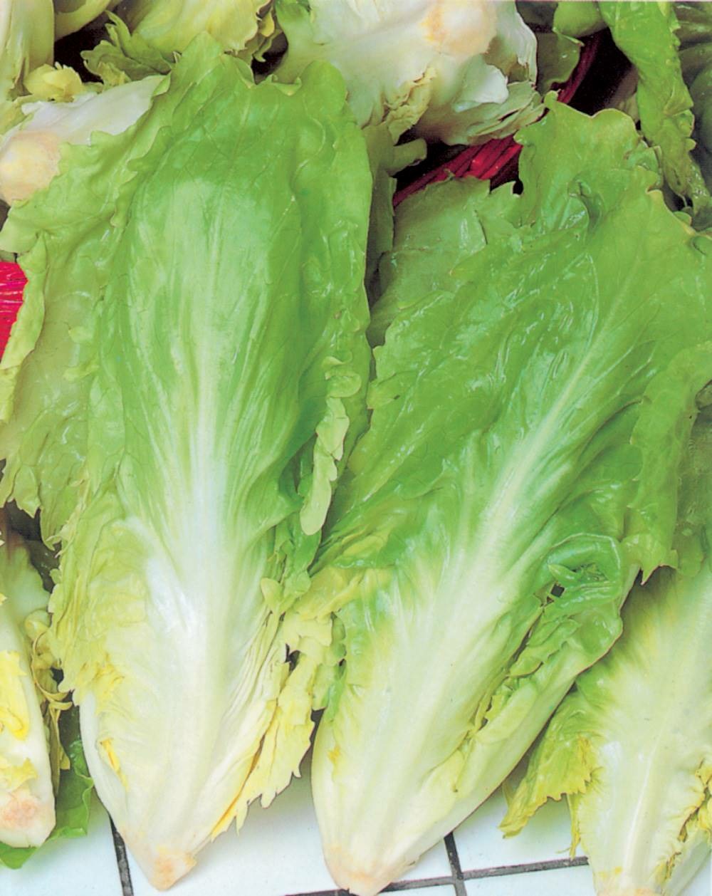 Chicoree scarole cornet de bordeaux - 3 g