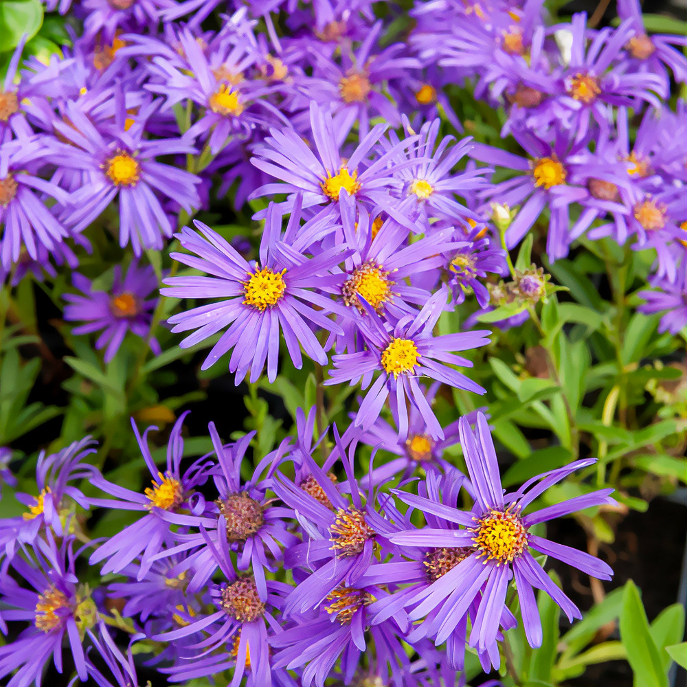 Œil de christ violet queen - aster veilchenkönigin - le pot / ø 9cm