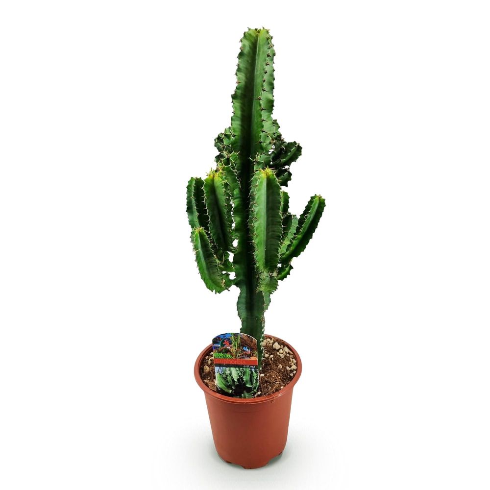 Euphorbia eritrea - arbre à lait africain - pot de 17cm - hauteur 60cm