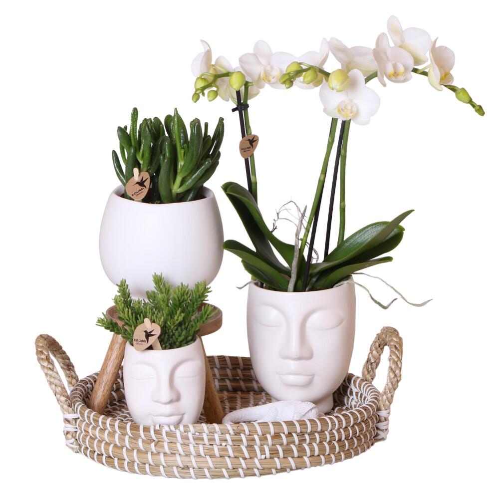 Colibri orchidées - set complet de plantes face-2-face blanc - plantes vertes avec orchidée phalaenopsis