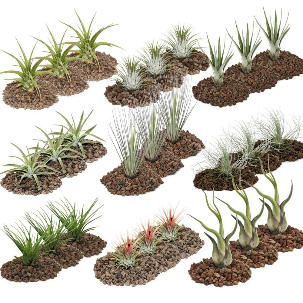 1 ensemble géant de 27 tillandsias d'au moins 9 variétés