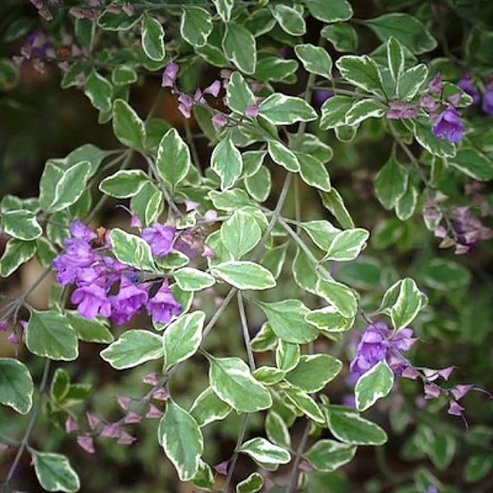 Menthe arbustive australienne 'variegata' pot de 4l/5l