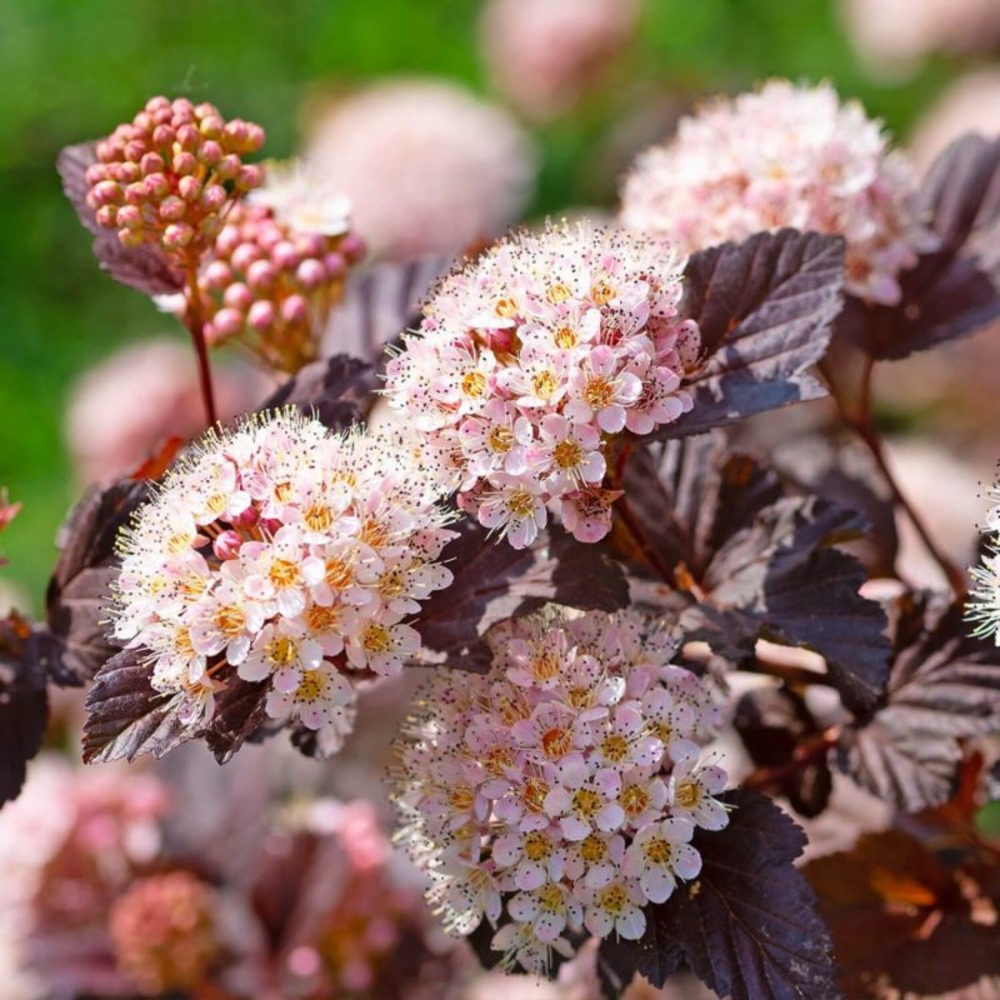 Physocarpe à feuilles d'obier 'little joker' ® (physocarpus opulifolius 'little joker' ®)