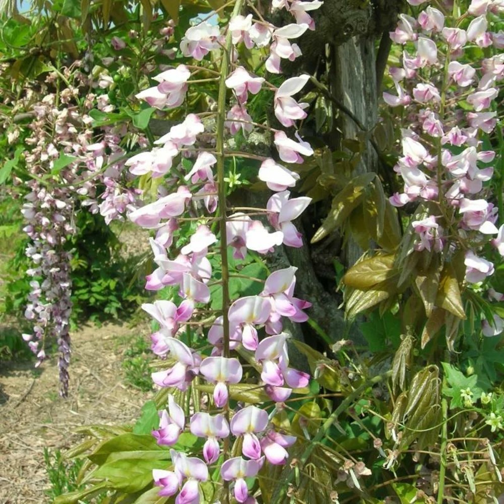 Glycine du japon rose lipstick godet - 5/20 cm