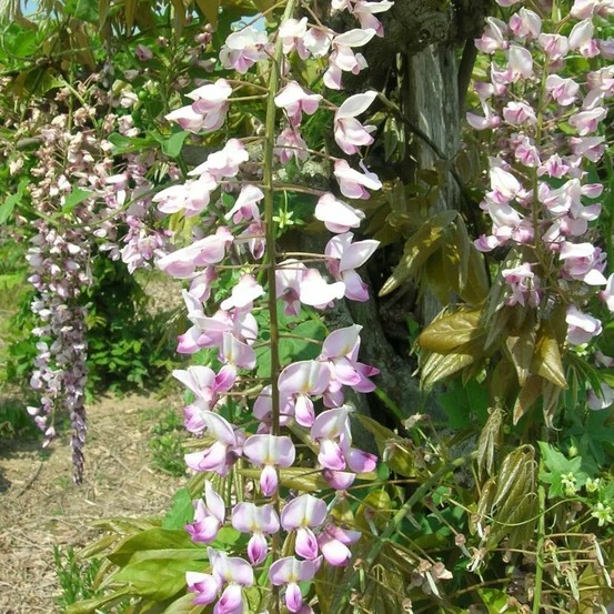 Glycine du japon rose lipstick godet - 5/20 cm