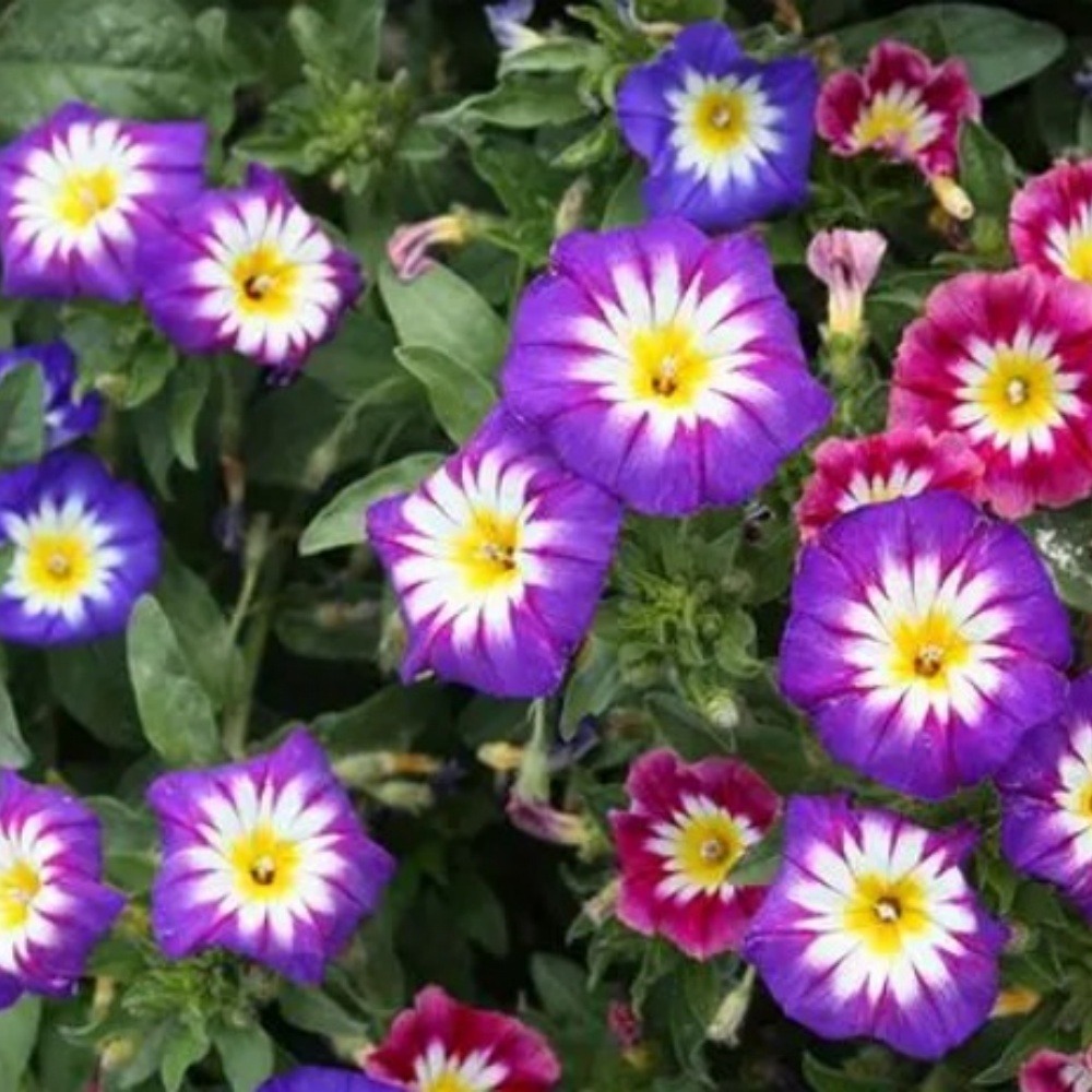 Graines de fleurs, graines de convolvulus tricolore mixte, 120 graines par paquet, 5 paquets