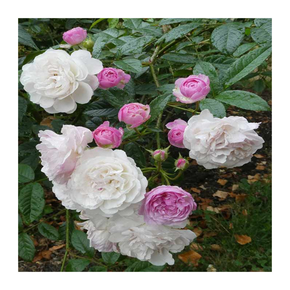 Rosier arbuste rose pâle heidi. H