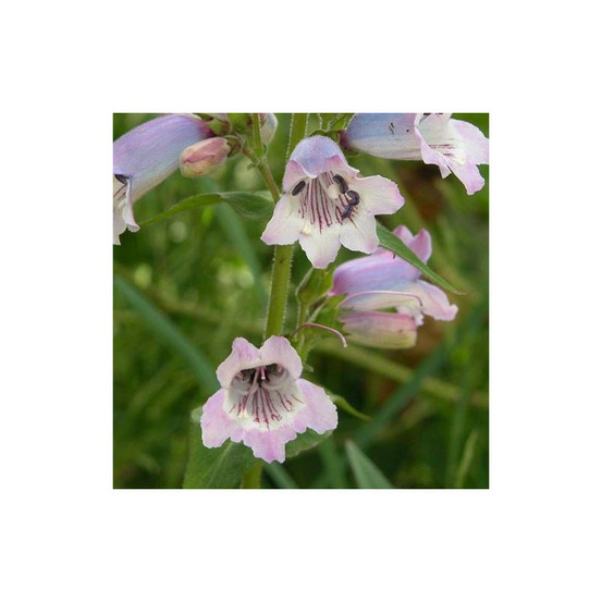 Penstemon sour grapes godet - 5/20 cm