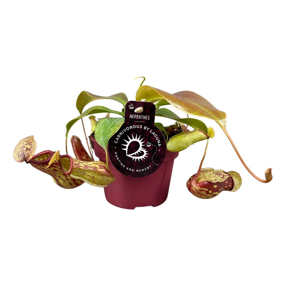 Nepenthes gaya - ø12 ↕17 - plantes d'intérieur