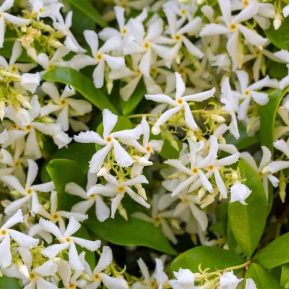Jasmin étoilé (trachelospermum jasminoides)