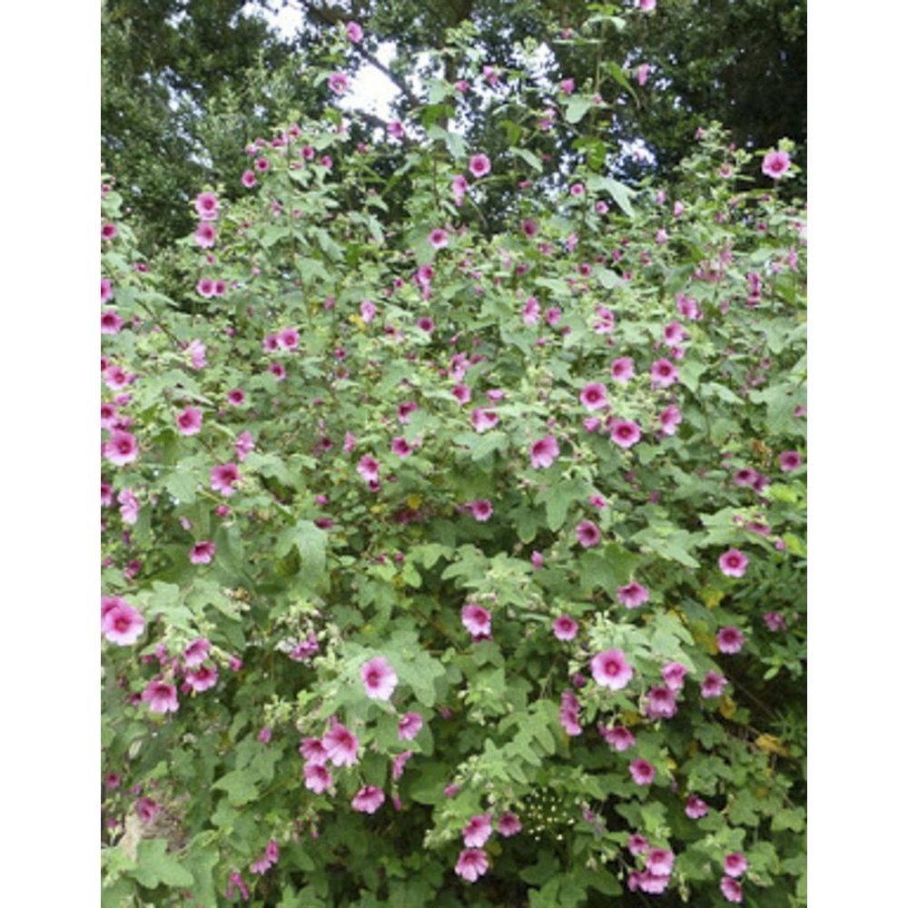 Mauve arbustive du cap 'el rayo' pot de 1,5l/2l