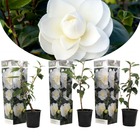 Camellia japonica - set de 3 - blanc - roses - pot 9cm - hauteur 25-40cm